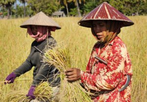 cambodia-farmers in rice fields