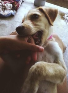 Animal Shelter Review Fiji - 2015 1