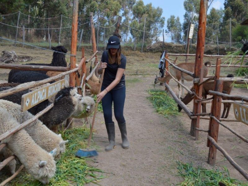 Alpaca farm Peru (1)