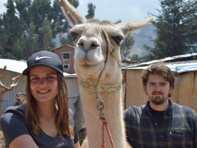 Volunteering at an Alpaca Farm in Cusco, Peru with IVI