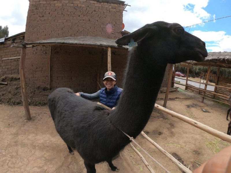 Alpaca farm Peru (5)