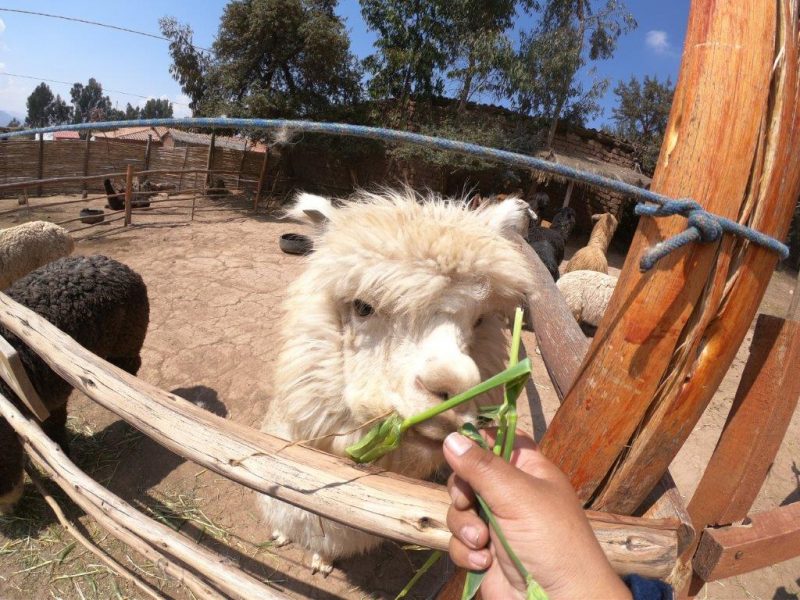 Alpaca farm Peru (7)