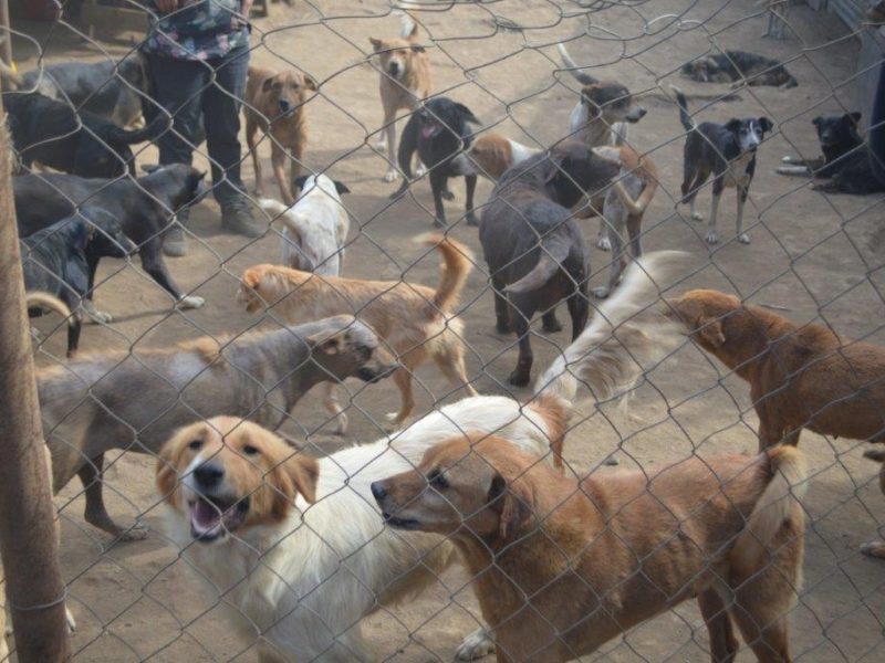 dog enclosure Guatemala