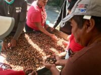 holding coffee beans