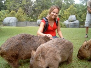 wombat in captivity