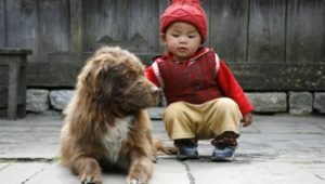 assist in dog rehabilitiation projects in nepal