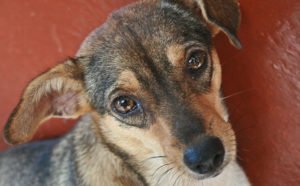 animal welfare projects overseas