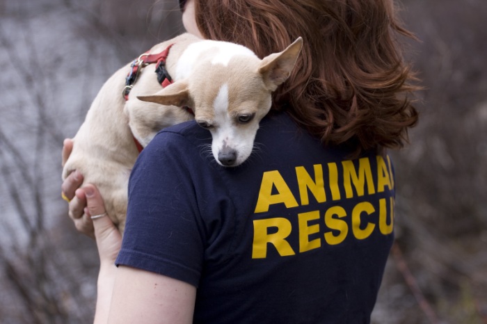 dogs rescue nepal
