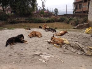 stray dog rehabilitation program nepal