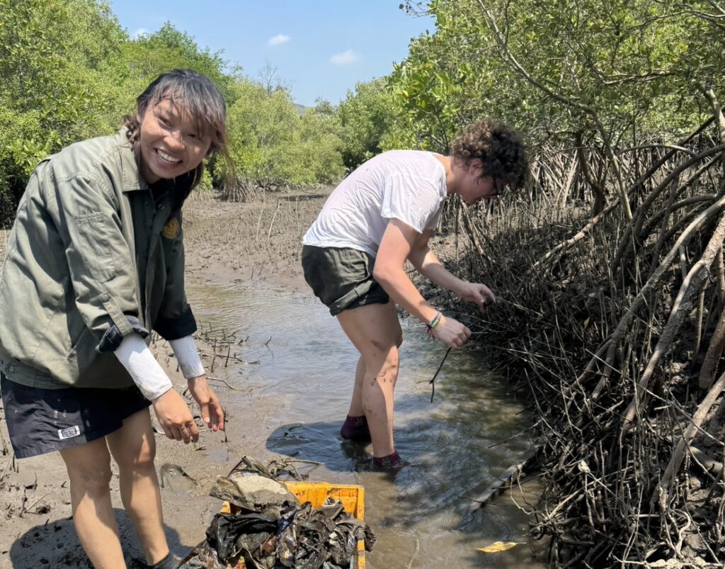 mangrove digging