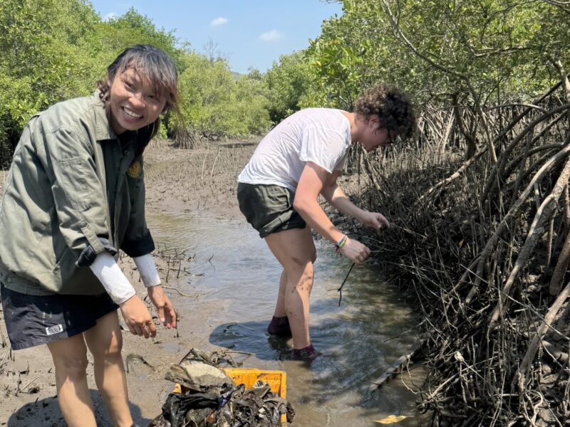 mangrove digging