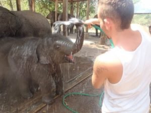 elephant conservation program thailand