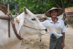 agriculture and farming in myanmar