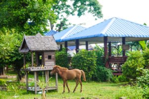 horses out the front