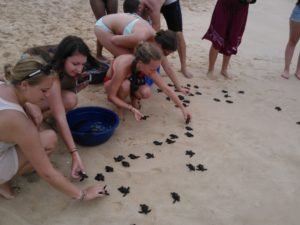 Srilanka turtle conservation