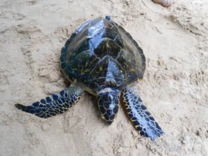 conservation assignments in sri lanka