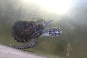 turtle project ambalagoda