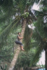 climbing up the coconut tree