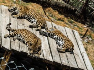 leopards lying in the sun