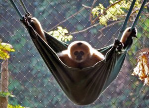 gibbons hanging out and lounging about