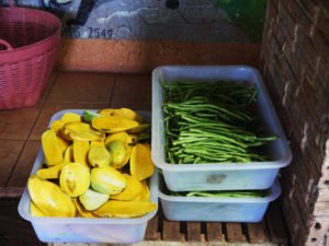 preparing the food for the gibbons
