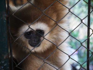 placements for animals lovers thailand