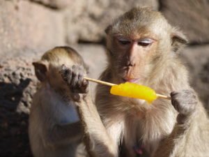 monkeys love eating mangos