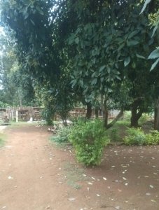 the homestay in africa