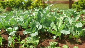garden and agriculture placements