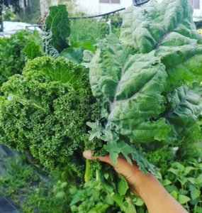 handfuls of kale and veggies