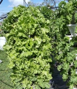 huge tower gardens in fiji