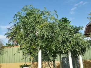 tomatoes hanging from vertical hydroponic planters