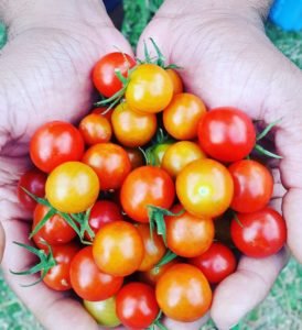 handful of tomatoes