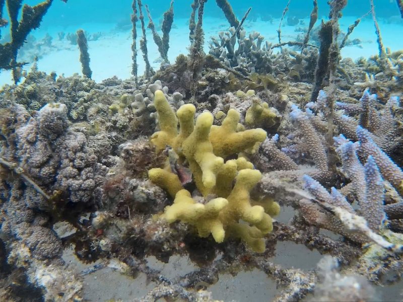 underwater coral in vanuatu marine conservation program