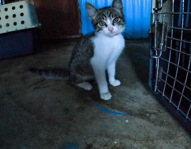 small cat at Fiji animal shelter