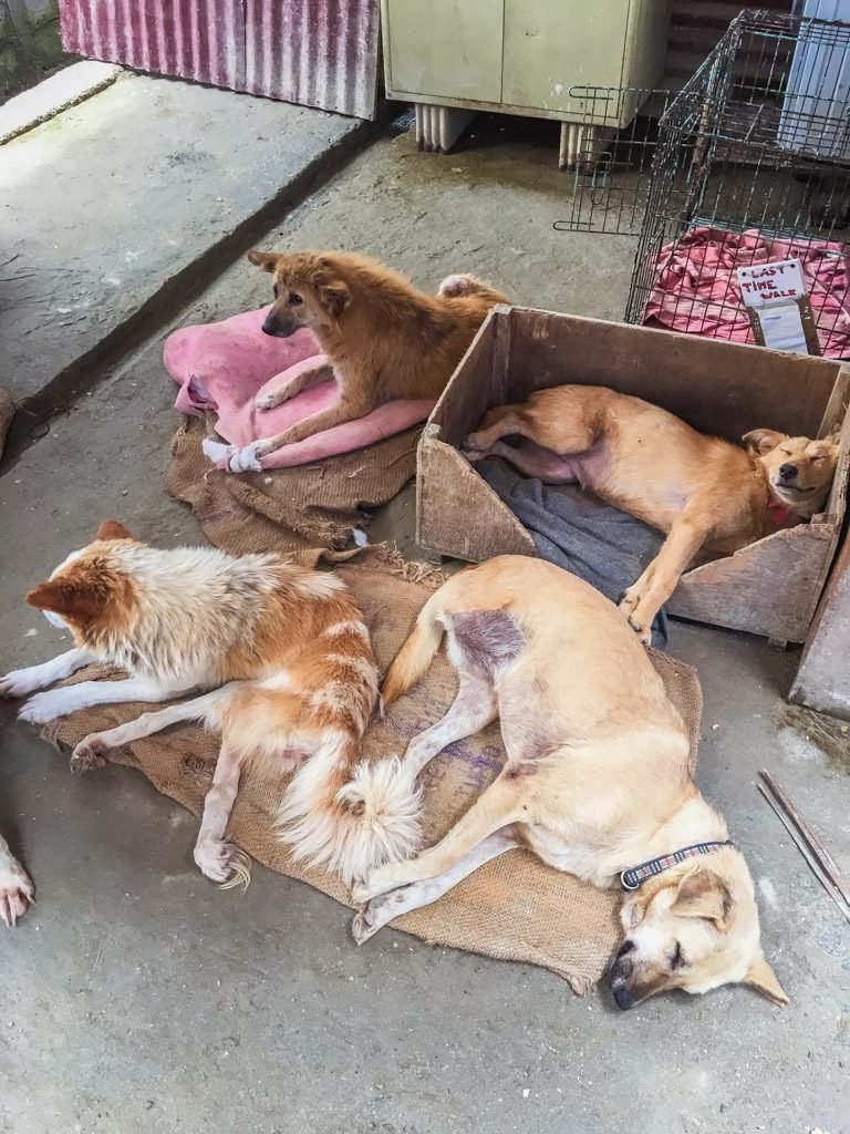 Nepal Stray Dog Rehabilitation