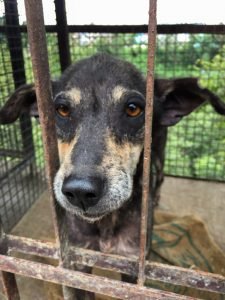 Nepal Stray Dog Rehabilitation