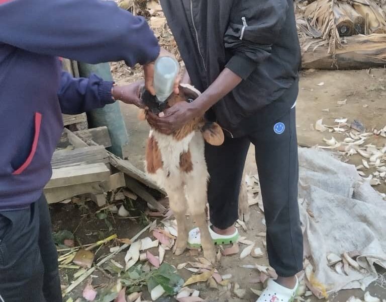 bottle feeding cow