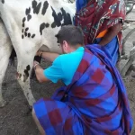 IVI volunteer milking cow Tanzania