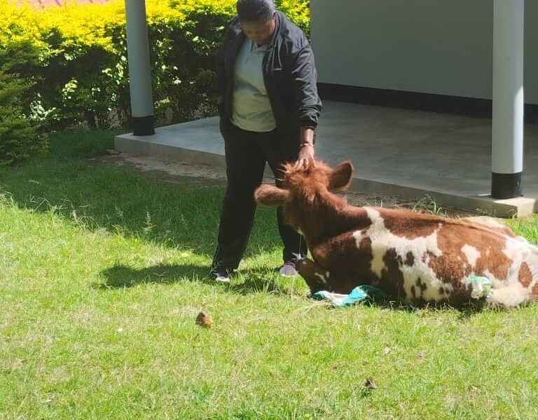 cow lying down