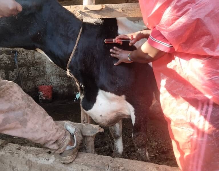 vet with cow