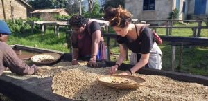 Coffee being picked