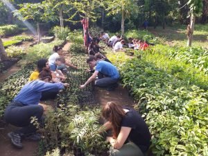 Planting trees on conservation project