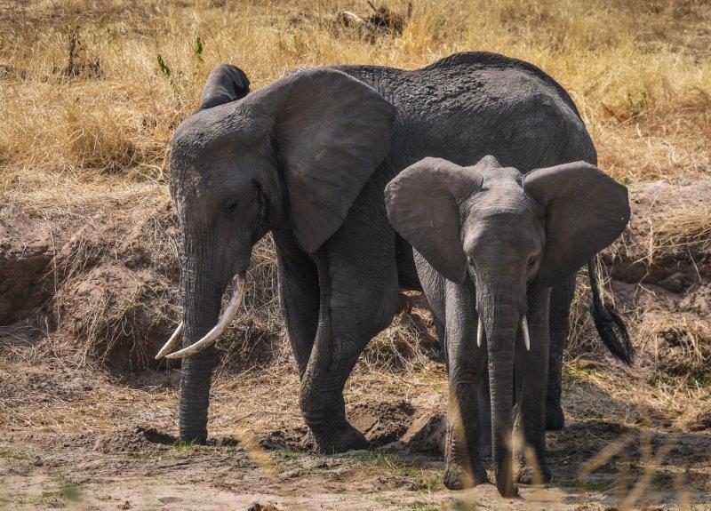 _Tarangire National Park - Elephants