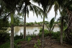 Coconut garden