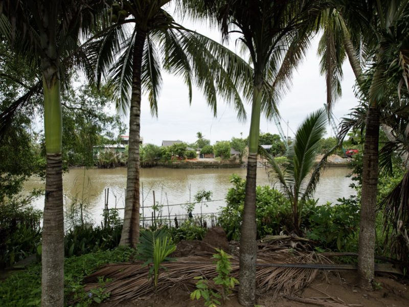 Coconut garden