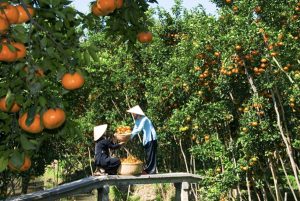 Fruit garden