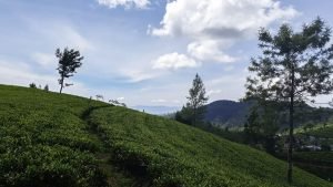 Tea planation Kandy