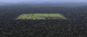 amazon-jungle-clear-cutting