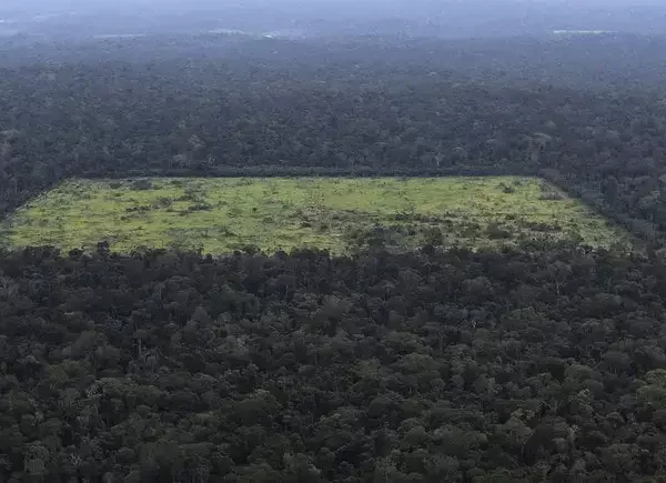 amazon-jungle-clear-cutting